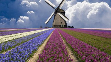 صورة هولندا تحتفل باليوم الوطني لأزهار التوليب