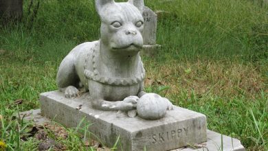 صورة مدينة ألمانية تسمح بدفن الحيوانات الأليفة مع أصحابها