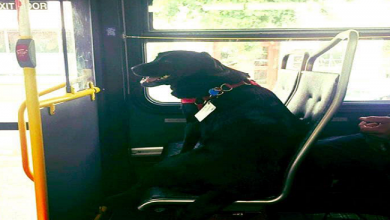 صورة في النرويج.. “كلبة” تستقل حافلة لوحدها للذهاب إلى حديقة الحيوانات