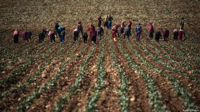 صورة اللاجئون يعرضون مساعدتهم على المزارعين الألمان في موسم الحصاد