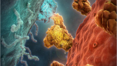 صورة علماء هولنديون يطورون “جسم مضاد” لفيروس كورونا