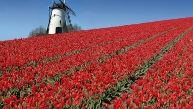 صورة هولندا كورونا.. خسائر كبيرة واتلاف 400 مليون زهرة