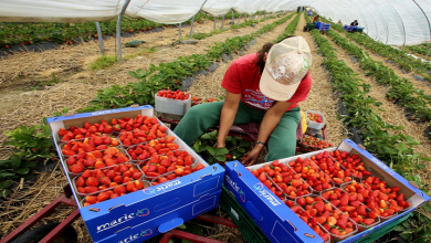 صورة إسبانيا.. مصير مجهول ينتظر 7 آلاف عاملة فراولة موسمية من المغرب