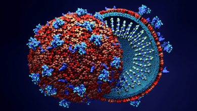صورة انتقل من الحيوان إلى البشر..الصحة العالمية: فيروس كورونا الجديد طبيعي المنشأ