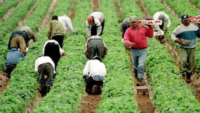 صورة ايطاليا تمنح تصاريح “عمل زراعي” لآلاف المهاجرين غير شرعيين