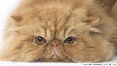 صورة هل القطط وراء الانتشار الكبير لكورونا؟ .. علماء يبحثون عن الإجابة