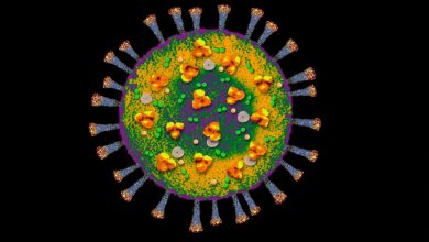 صورة النقطة المميتة.. العلماء يعثرون على “كعب أخيل” لفيروس كورونا