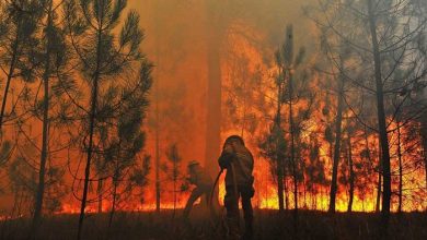 صورة حريق غابات ضخم وسط البرتغال .. ورجال الإطفاء يكافحون لإخماده