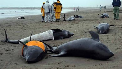 صورة بعد مذبحة الدلافين.. المفوضية الأوروبية تحذر فرنسا واسبانيا