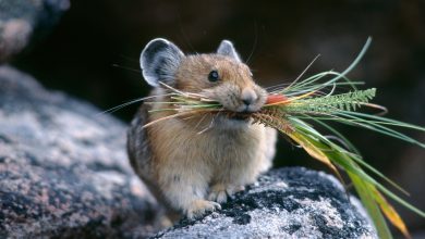 صورة خسائر كبيرة.. الفئران تغزو الحقول في المانيا