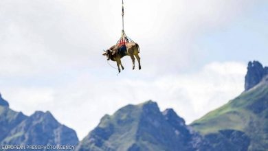 صورة سويسرا.. “البقرة الطائرة” تشارك في يوم “بودنفارت”