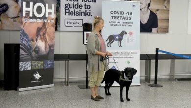صورة فنلندا تستخدم الكلاب للكشف عن كورونا في مطار “هلسنكي”