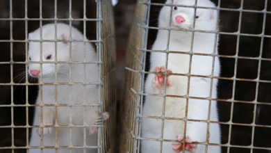 صورة بسبب كورونا.. الدنمارك تخطط لإعدام مليون من حيوان “المنك”