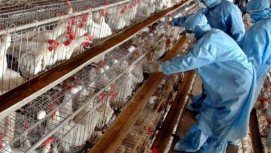 صورة بؤرة جديدة لـ”أنفلونزا الطيور”.. هولندا تعدم  190 ألف دجاجة