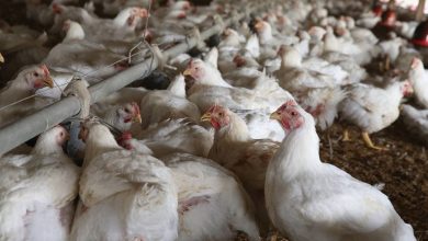 صورة هولندا تعدم 200  ألف دجاجة لإصابتها بـ”انفلونزا الطيور”