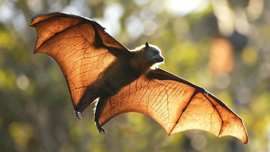صورة ينتقل إلى البشر.. الغارديان: خفافيش في الصين تحمل أنواعا أخرى من كورونا