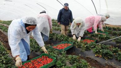 صورة كورونا ترخي بظلالها على عاملات الفراولة المغربيات بالحقول الإسبانية