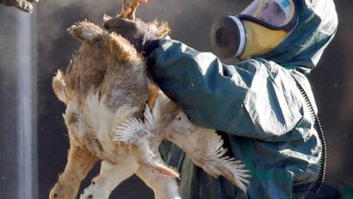 صورة فرنسا تعدام مئات الآلاف من البط لمواجهة انفلونزا الطيور شديدة العدوى
