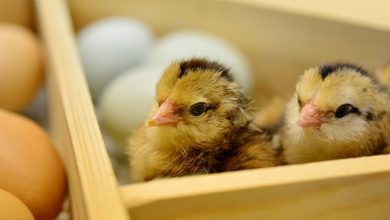 صورة ألمانيا: منع قتل فراخ الدجاج الذكور اعتباراً من 2022