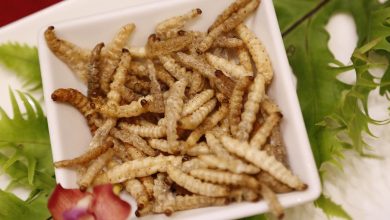 صورة المفوضية الأوروبية تجيز تقديم الحشرات كأطعمة في دول التكتل