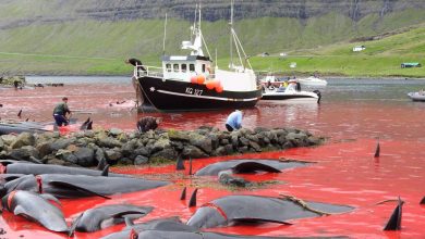 صورة “مذبحة”.. نحر مئات الحيتان والدلافين في مهرجان تقليدي بالدنمارك (فيديو)