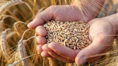صورة النقد الدولي يحذر من تعرض الأمن الغذائي العالمي للخطر.. وروسيا تمنع تصدير القمح