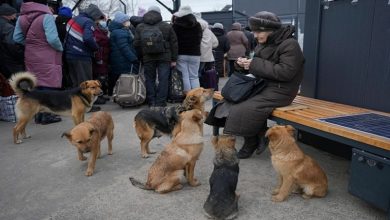 صورة الحيوانات الأليفة المرافقة للاجئين الأوكرانيين مشكلة تربك مراكز الإيواء في فرنسا