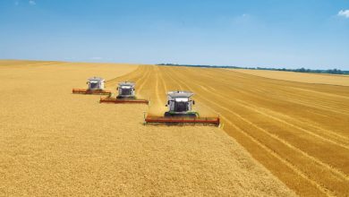 صورة توقعات بتراجع إنتاج القمح في أوكرانيا بنسبة 45% هذا العام