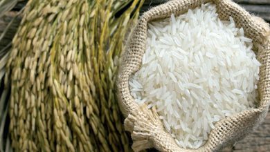 صورة ينذر بأزمة غذائية شاملة.. تراجع إنتاج الأرز المحصول الأساسي لنصف سكان العالم
