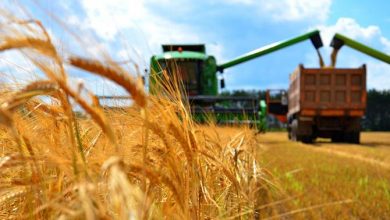 صورة صادرات الحبوب الأوكرانية تتراجع بشكل حاد في مارس الماضي
