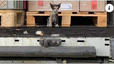 صورة بعد أن علقت داخل حاوية شحن بالجزائر.. قطة تصل إلى فرنسا سالمة