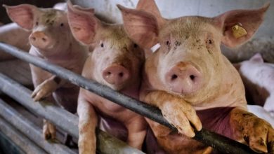 صورة ظهور حمى الخنازير الأفريقية في مزرعة بجنوب ألمانيا