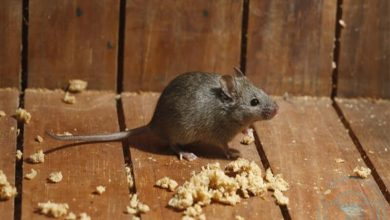 صورة الكشف عن وجود فضلات فئران في أشهر مطاعم لندن “الرومنسية”