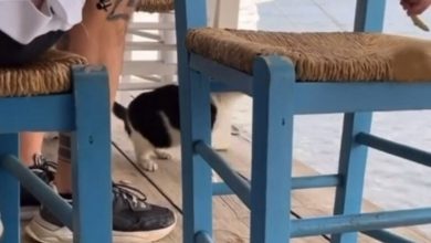 صورة بتهمة ركل القطط.. رجل في اليونان يواجه حكما بالسجن 10 سنوات “فيديو”
