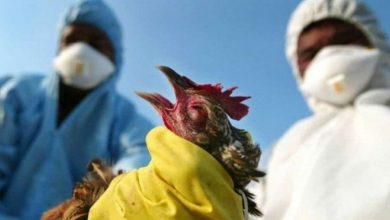 صورة بسبب إنفلونزا الطيور.. إعدام ملايين الطيور الداجنة في فرنسا
