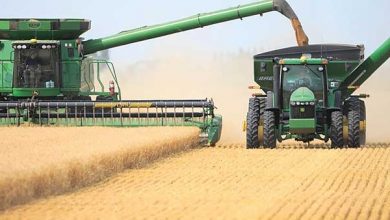 صورة بفضل موسم الحصاد الجديد في الصين وأستراليا.. أسعار القمح تتراجع عالميا