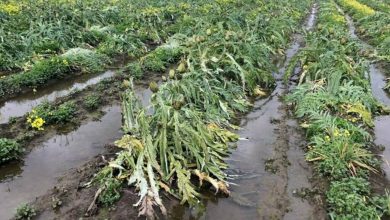 صورة بسبب سوء الطقس .. خسائر قد تصل إلى 80 % من المحاصيل في إيطاليا