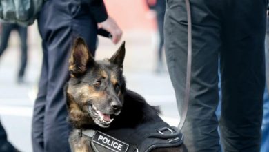 صورة ألمانيا.. اعتقال رجل عضّ كلبا للشرطة