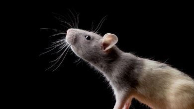 صورة الفئران تغزو مجلس العموم البريطاني