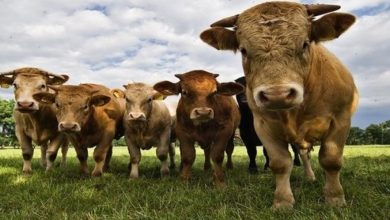 صورة مرض “جنون البقر” يعود للظهور من بوابة هولندا
