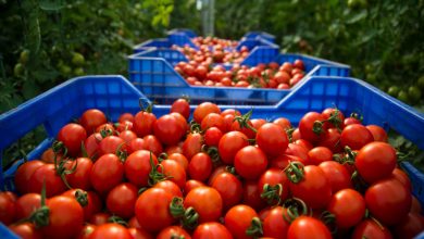 صورة لأول مرة.. المغرب يتجاوز إسبانيا في صادرات الطماطم للاتحاد الأوروبي