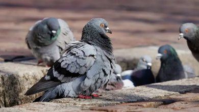 صورة خلاف على طيور الحمام يودي بحياة 4 أشخاص في البرتغال