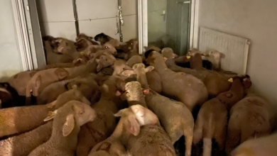 صورة الشرطة الفرنسية تصادر 40 خروفا كانت معدة للتضحية