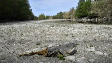 صورة بعد انخفاض منسوب المياه الجوفية.. مخاوف في فرنسا من صيف جاف