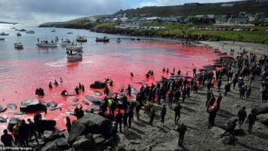صورة “فيديو”.. نحر مئات الحيتان والدلافين في مهرجان تقليدي بالدنمارك
