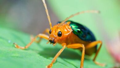 صورة دراسة: تناقص ملحوظ في الحشرات بأوروبا