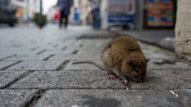 صورة السلطات الإيطالية تعلن عن إجراءات لمواجهة 7 ملايين فأر في روما