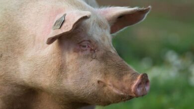 صورة رصد أول إصابة بشرية في بريطانيا لفيروس يصيب الخنازير