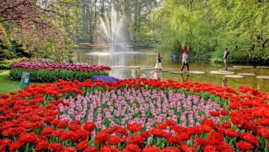 صورة هولندا.. أكبر حديقة توليب في العالم تحتفل بذكرى تأسيسها الـ 75
