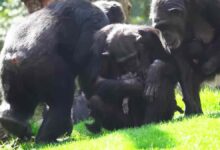 صورة إسبانيا.. شمبانزي تحمل طفلها الميت منذ 3 شهور وترفض تركه “فيديو”